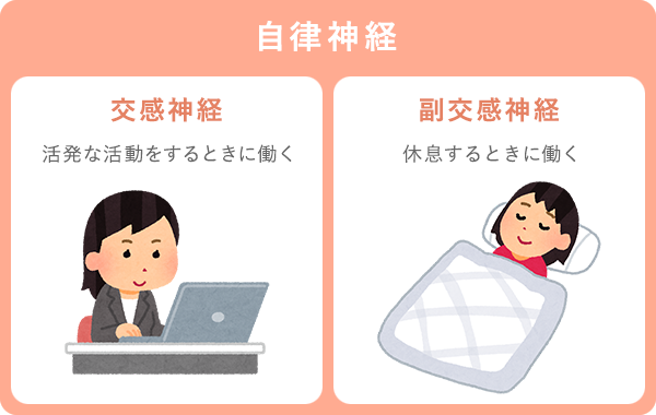 交感神経と副交感神経の働き