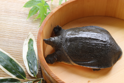 すっぽんの写真