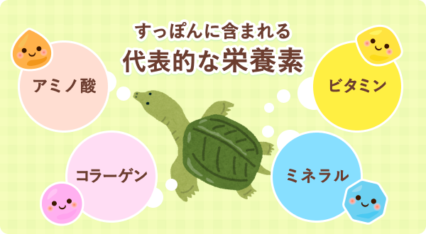 すっぽんに含まれる代表的な栄養素