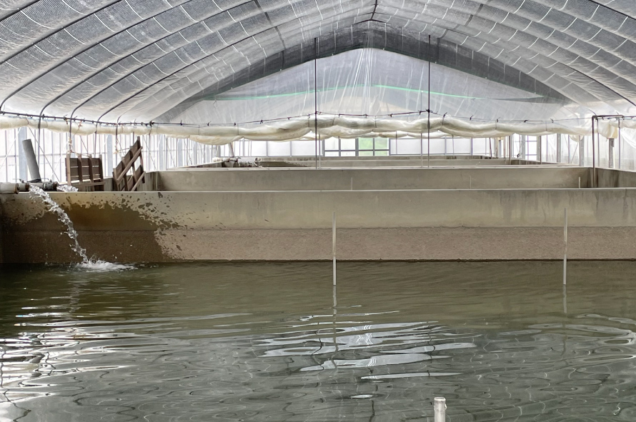 はがくれすっぽんの生け簀の水の入れ替え