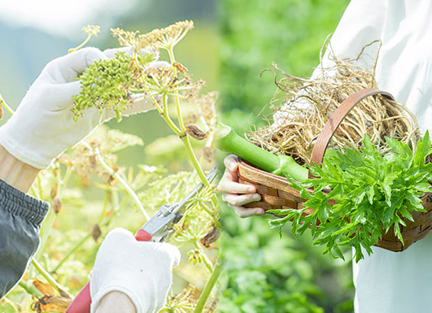 永源寺マルベリーさんで育てた明日葉