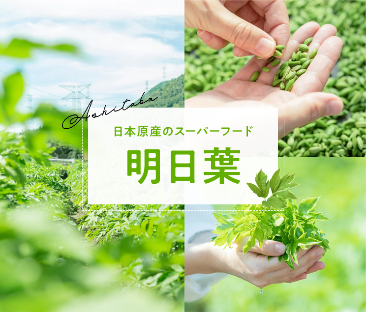 日本原産のスーパーフード 明日葉