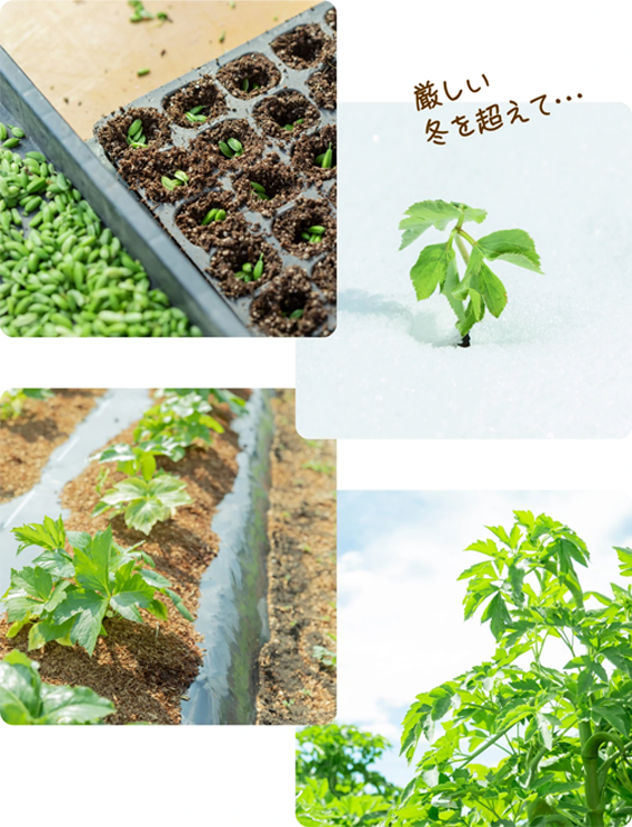 明日葉 厳しい冬を超えて