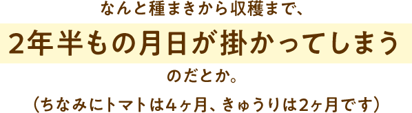なんと種まきから収穫まで、2年もの月日が掛かってしまう のだとか。（ちなみにトマトは4ヶ月、きゅうりは2ヶ月です）