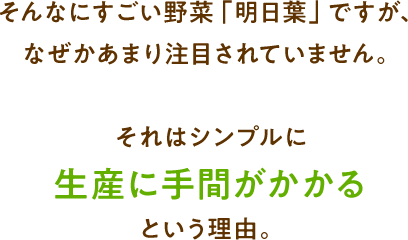 そんなにすごい野菜「明日葉」ですが、なぜかあまり注目されていません。それはシンプルに生産に手間がかかるという理由。