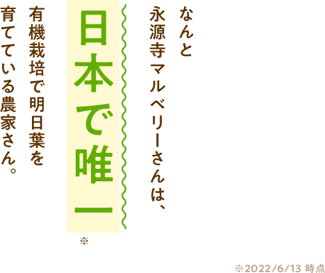 なんと永源寺マルベリーさんは、日本で唯一有機栽培で明日葉を 育てている農家さん。