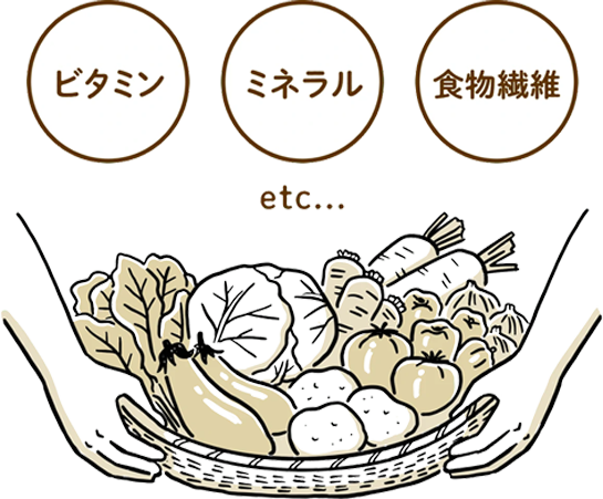 ビタミン ミネラル 食物繊維 etc...