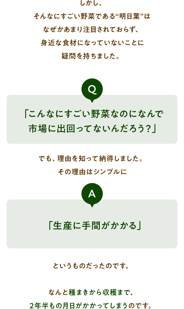 しかし、そんなにすごい野菜である“明日葉”はなぜかあまり注目されておらず、身近な食材になっていないことに疑問を持ちました。「こんなにすごい野菜なのになんで市場に出回ってないんだろう？」でも、理由を知って納得しました。その理由はシンプルに「生産に手間がかかる」というものだったのです。なんと種まきから収穫まで、2年半もの月日がかかってしまうのです。