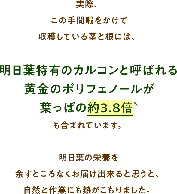 実際、この手間暇をかけて収穫している茎と根には、明日葉特有のカルコンと呼ばれる黄金のポリフェノールが葉っぱの約3.8倍も含まれています。明日葉の栄養を余すところなくお届け出来ると思うと、自然と作業にも熱がこもりました。