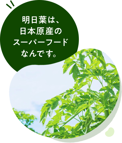 明日葉は、日本原産のスーパーフードなんです。