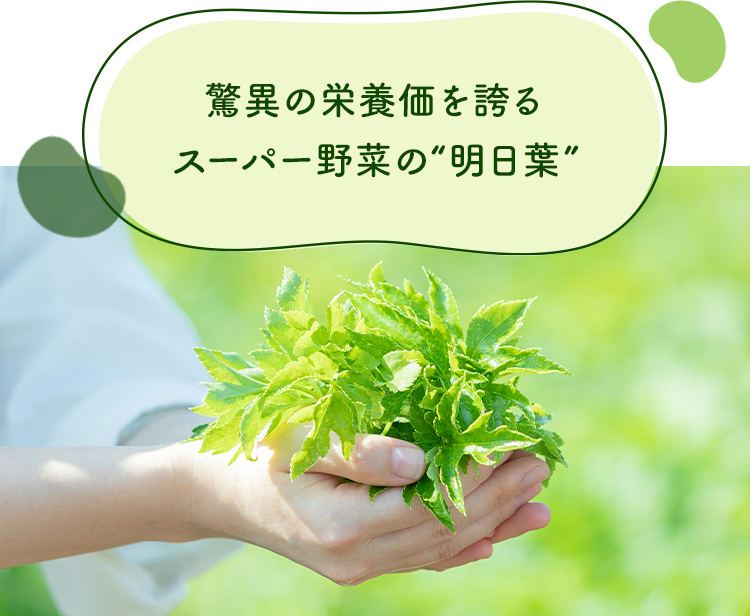 驚異の栄養価を誇るスーパー野菜の“明日葉”