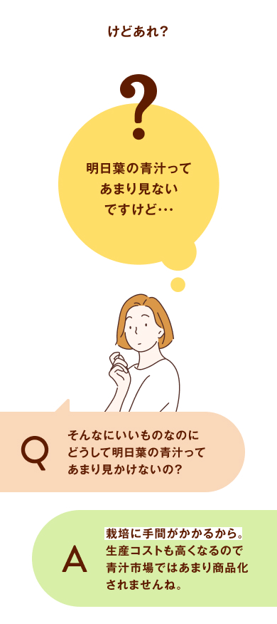 けどあれ？明日葉の青汁ってあまり見ないですけど・・・ そんなにいいものなのにどうして明日葉の青汁ってあまり見かけないの？ 栽培に手間がかかるから。生産コストも高くなるので青汁市場ではあまり商品化されませんね。