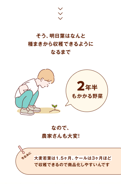 そう、明日葉はなんと、種まきから収穫できるようになるまで2年半もかかる野菜なので、農家さんも大変！ ちなみに、大麦若葉は1.5ヶ月、ケールは3ヶ月ほどで収穫できるので商品化しやすいんです