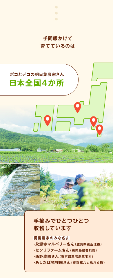手間暇かけて育てているのはボコとデコの明日葉農家さん日本全国４か所 手摘みでひとつひとつ収穫しています 提携農家のみなさま・永源寺マルベリーさん（滋賀県東近江市）・センリファームさん（鹿児島県曽於市）・西野農園さん（東京都三宅島三宅村）・あしたば発祥園さん（東京都八丈島八丈町）