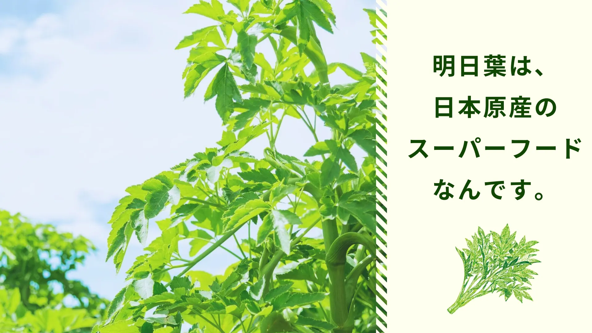 明日葉は、日本原産のスーパーフードなんです。