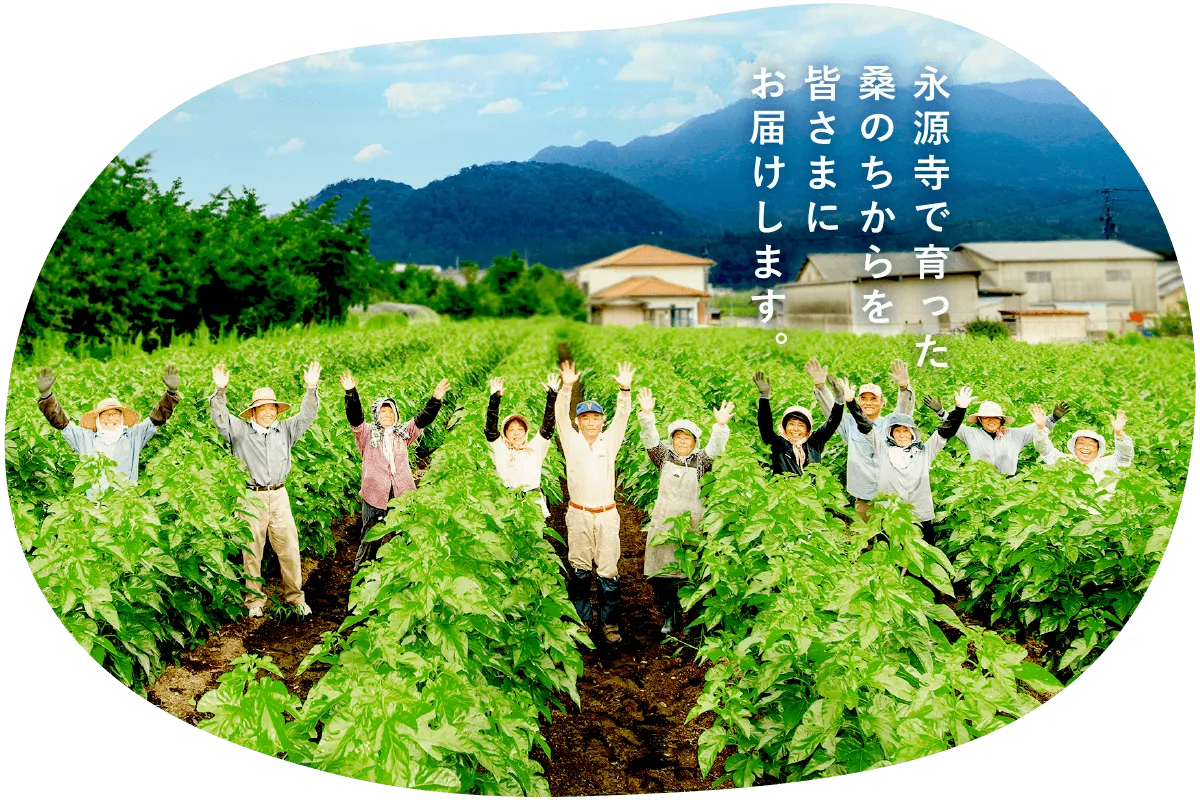 永源寺マルベリーさん