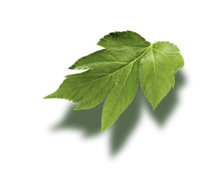 葉っぱのこと、茎のこと、根っこのこと
