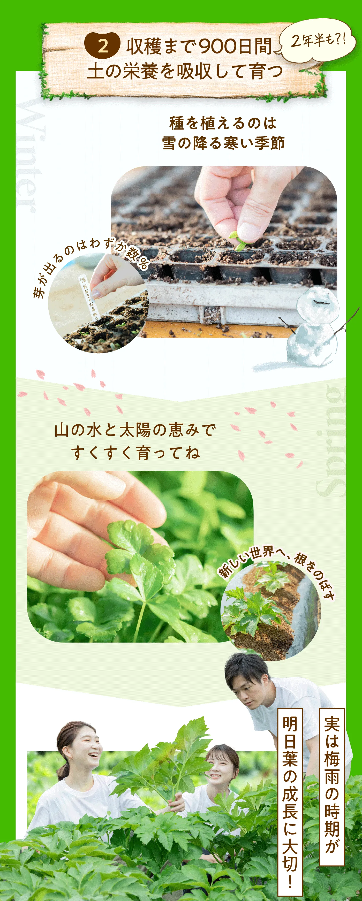 明日葉が植え付けから30日までに成長する様子の説明画像