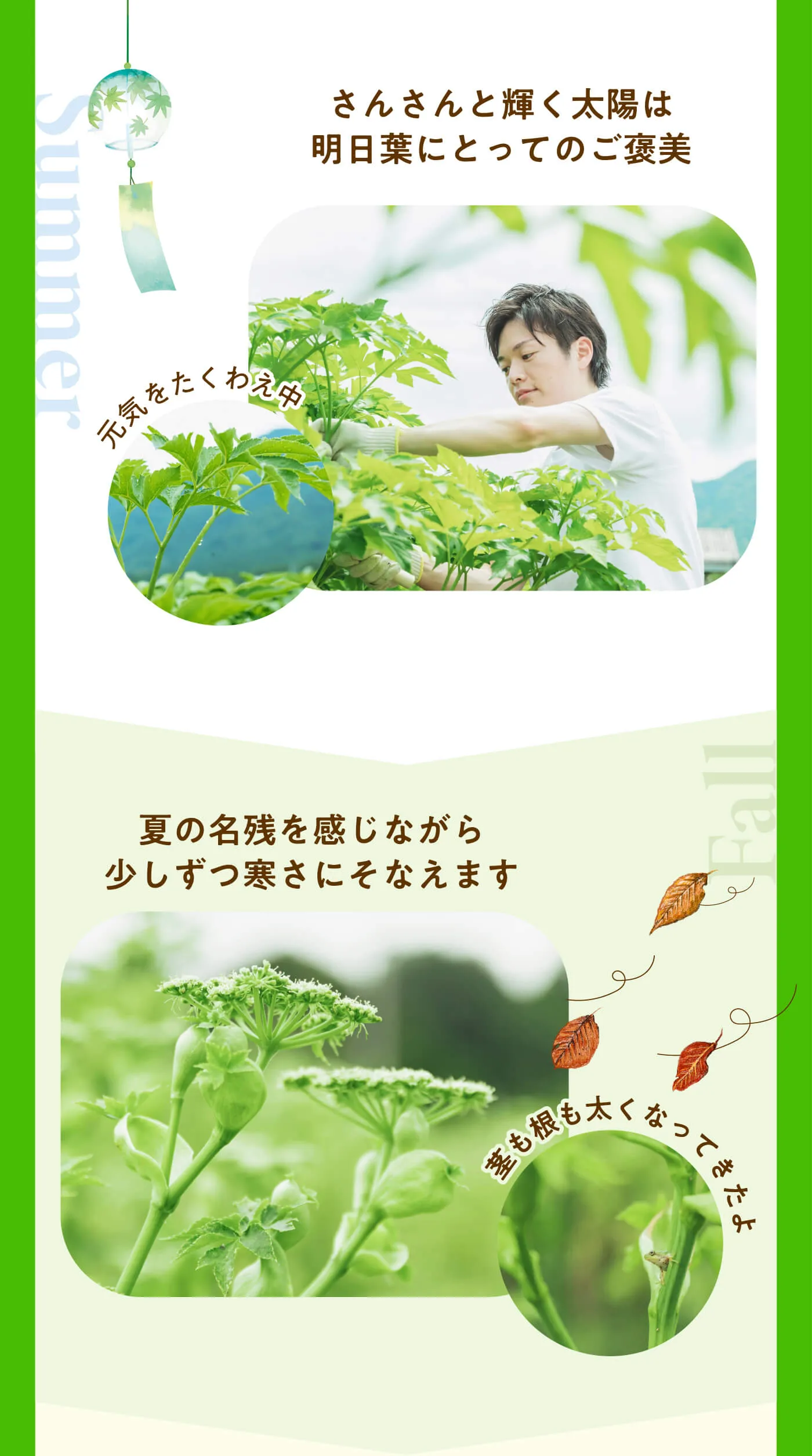 夏から秋にかけて太陽の下で育つ明日葉の成長を紹介する説明画像