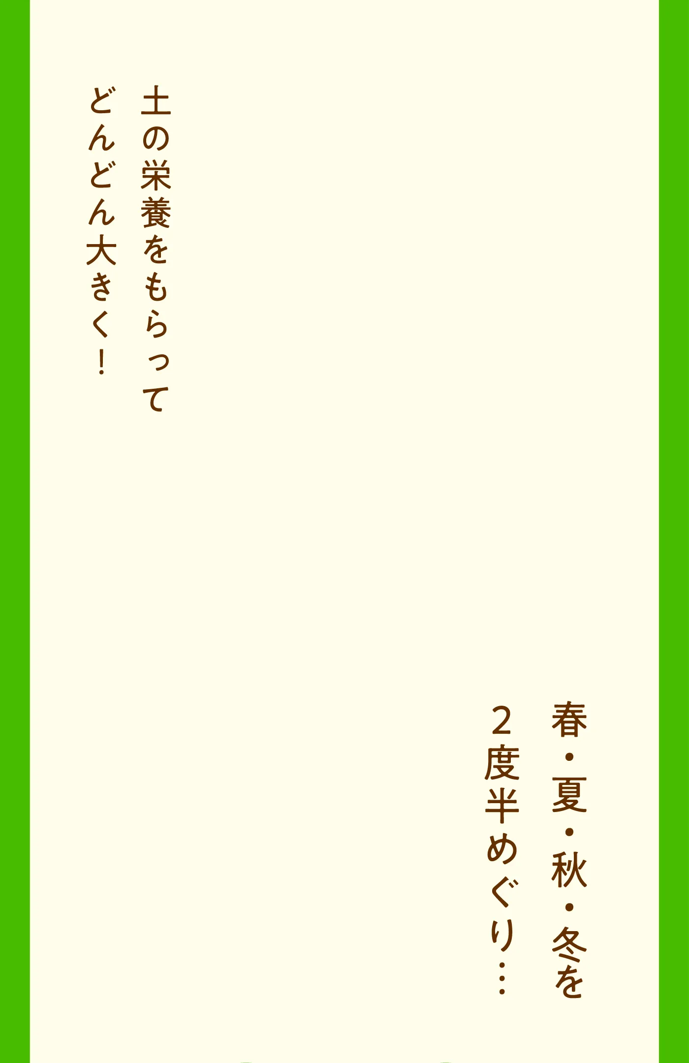 春夏秋冬の季節の移り変わりとともに明日葉が大きく育っていく様子を表した説明画像