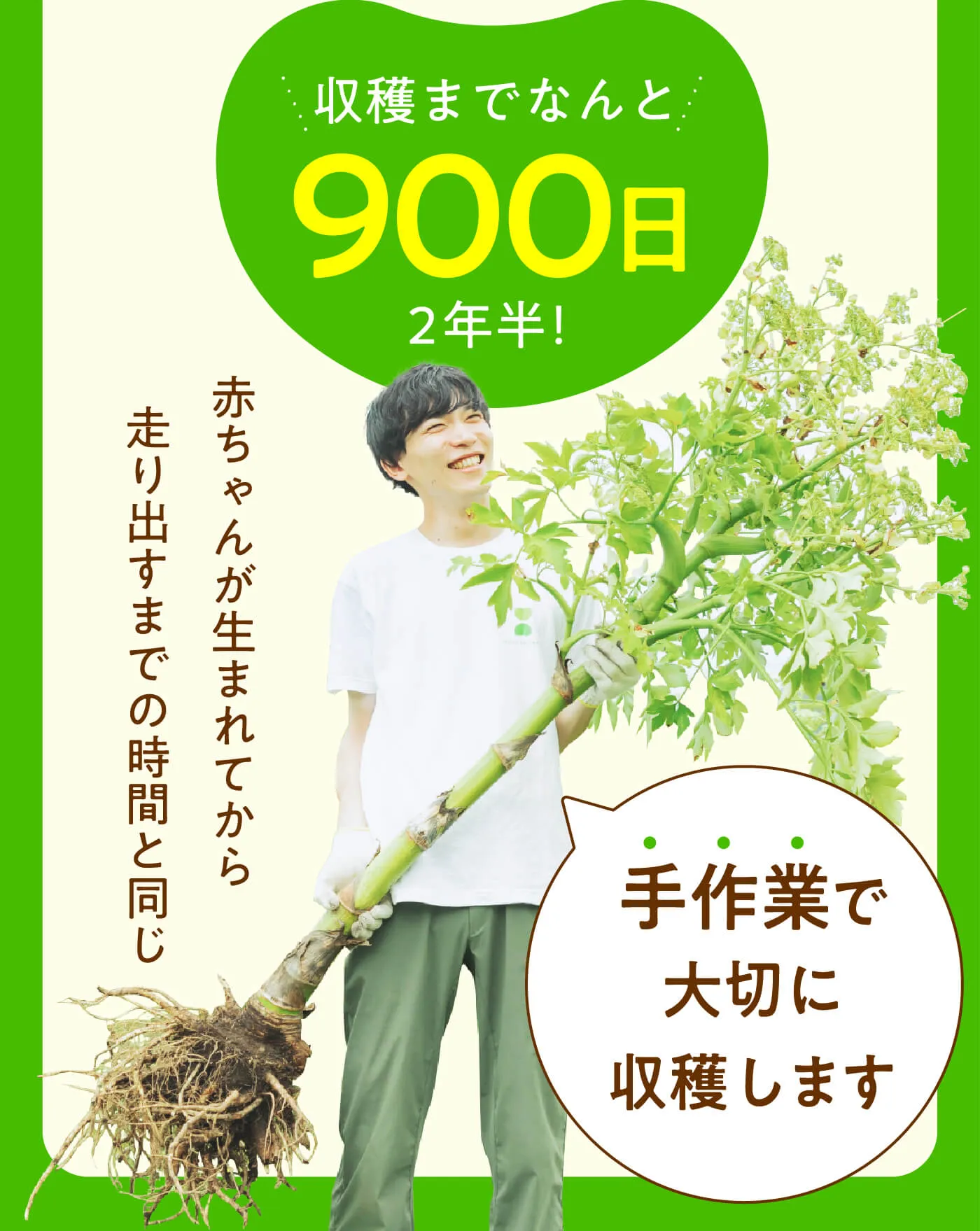 収穫までなんと900日2年半！手作業で大切に収穫します