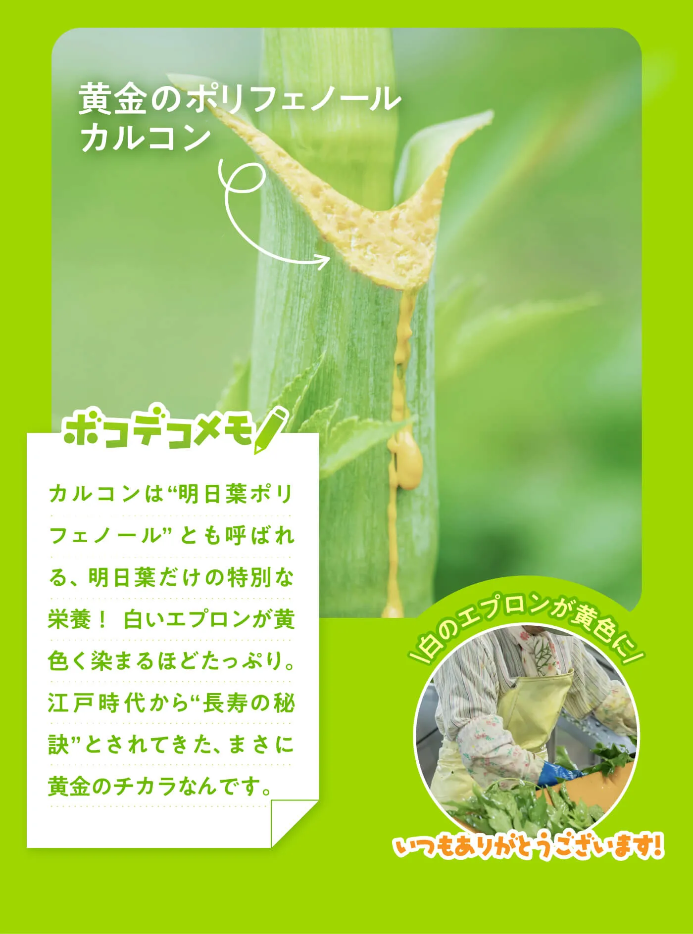 明日葉の茎からにじみ出る黄色いカルコン成分と、収穫作業の様子を紹介する画像