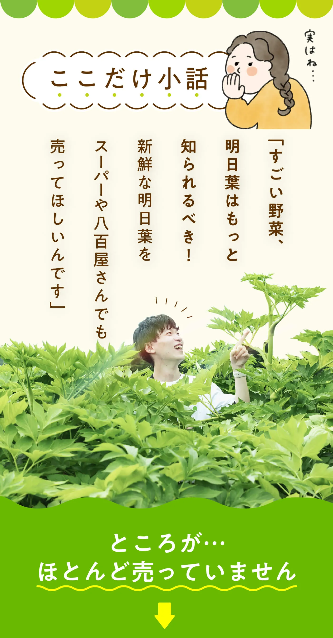明日葉が良い野菜である一方、市場にはほとんど出回っていないという小話を紹介する画像