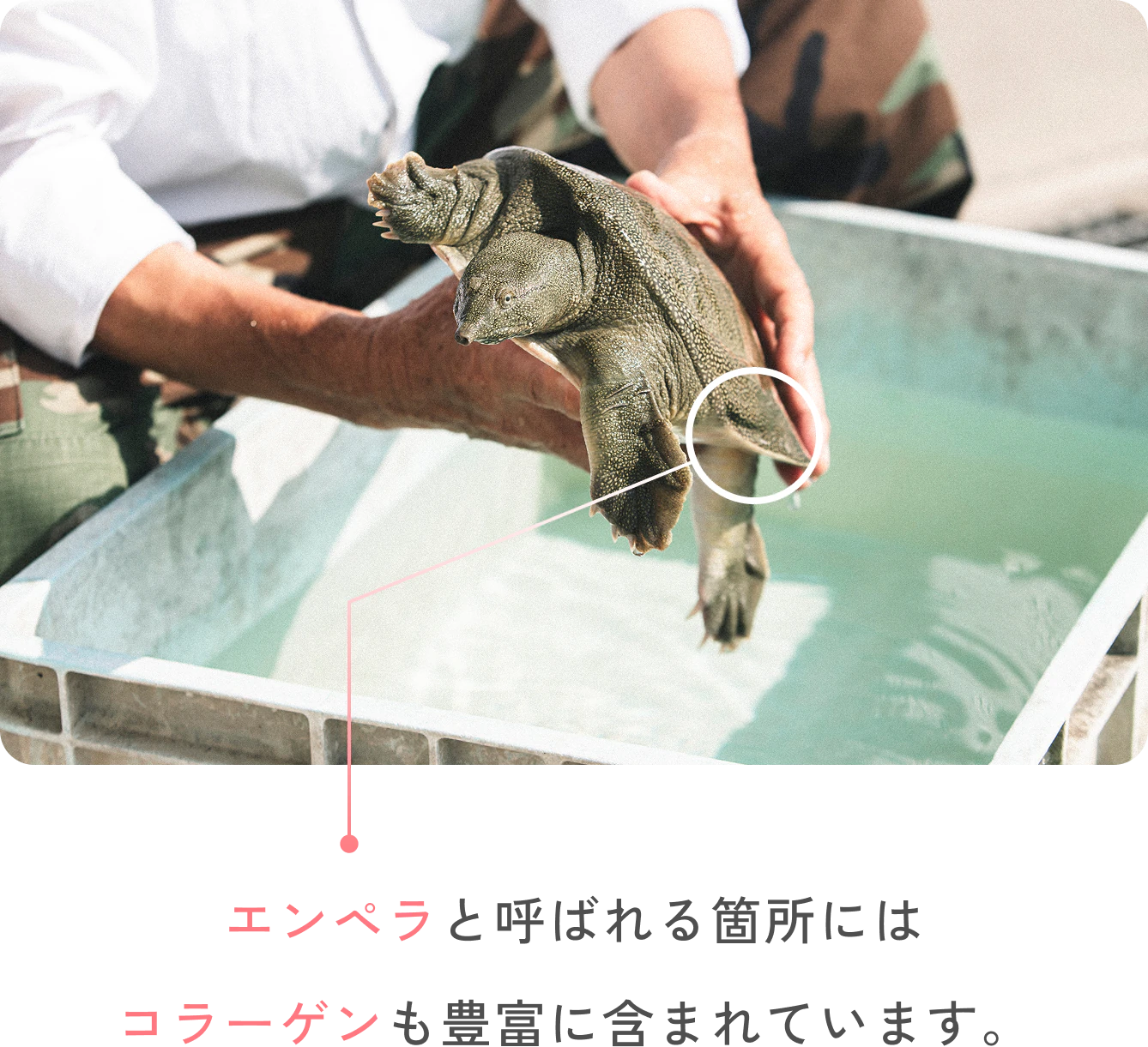エンペラと呼ばれる箇所にはコラーゲンも豊富に含まれています。