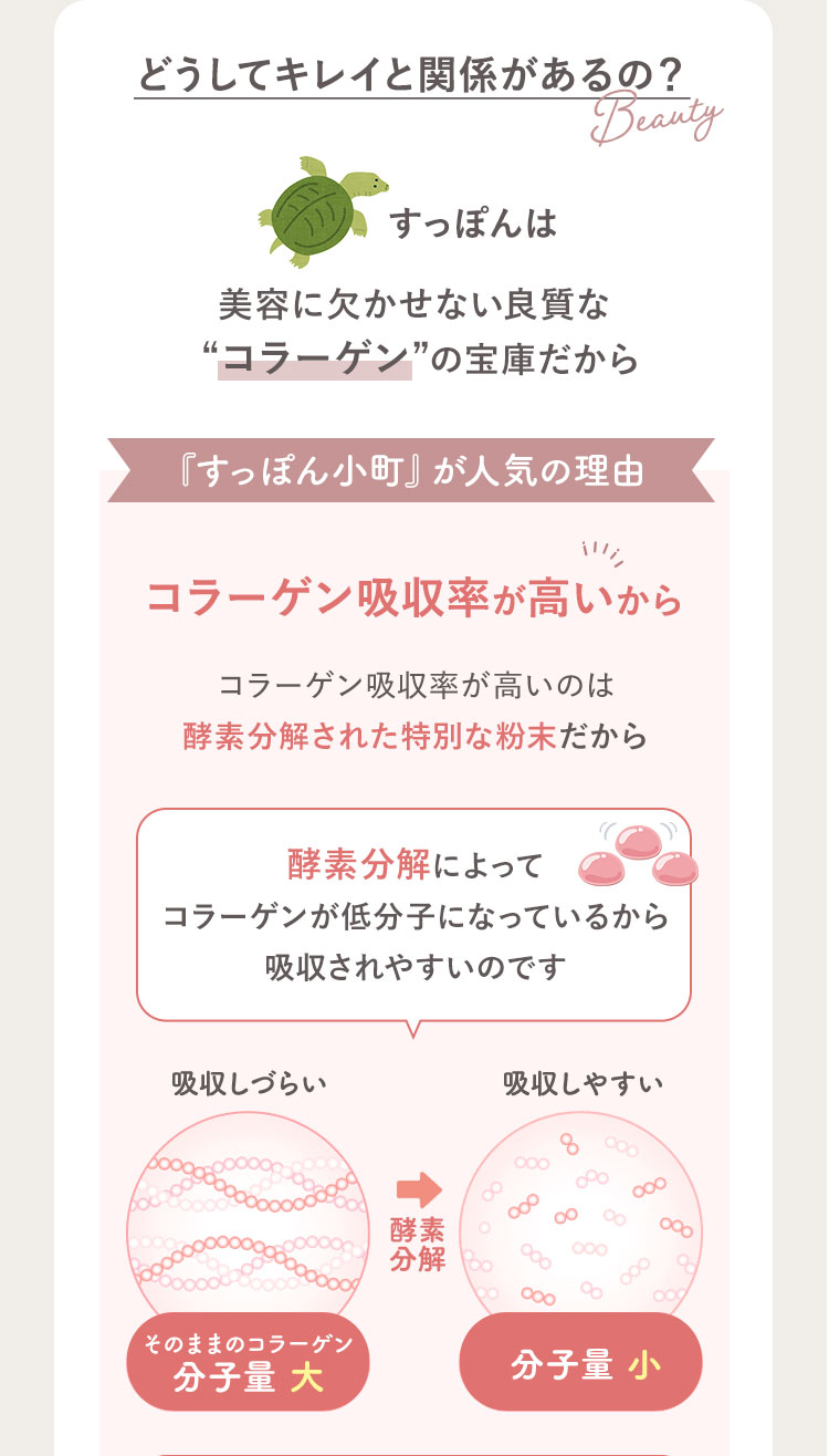 どうしてキレイと関係があるの？ すっぽんは 美容に欠かせない良質な“コラーゲン”の宝庫だから 『すっぽん小町』が人気の理由 コラーゲン吸収率が高いから コラーゲン吸収率が高いのは 酵素分解された特別な粉末だから 酵素分解によって コラーゲンが低分子になっているから 吸収されやすいのです 吸収しづらい 吸収しにくい そのままのコラーゲン 分子量 大 分子量 小