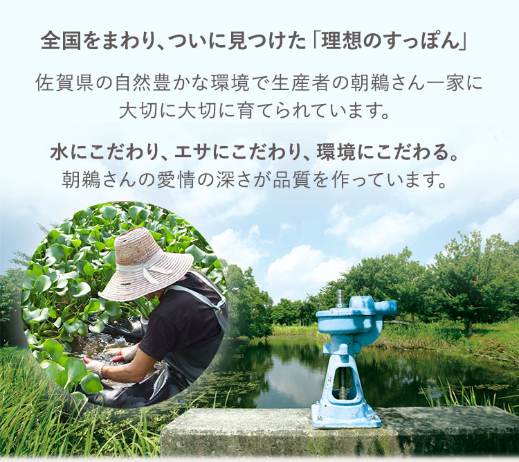 全国をまわり、ついに見つけた「理想のすっぽん」 佐賀県の自然豊かな環境で生産者の朝鵜さん一家に大切に大切に育てられています。 水にこだわり、エサにこだわり、環境にこだわる。朝鵜さんの愛情の深さが品質を作っています。